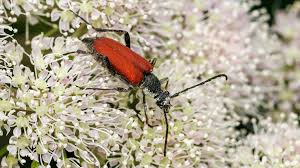 Attēlu rezultāti vaicājumam “Anastrangalia sanguinolenta”