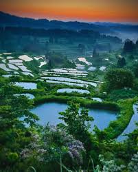 Image result for tanada