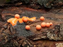 Attēlu rezultāti vaicājumam “Lycogala cf. fossiculatum macro”