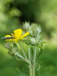 Image result for Potentilla argentea