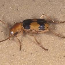 Attēlu rezultāti vaicājumam “Carabidae”