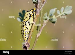 Attēlu rezultāti vaicājumam “Aporia crataegi pupa”