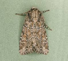 Attēlu rezultāti vaicājumam “Apamea remissa”