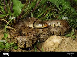 Attēlu rezultāti vaicājumam “Natrix natrix”