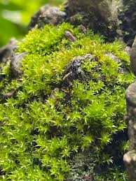 Attēlu rezultāti vaicājumam “Barbula”