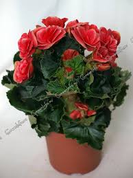 Image result for Бегония Элатиор 12х22 4601887072423