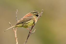 Image result for Emberiza cirlus