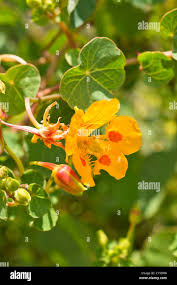 Image result for Tropaeolum minus
