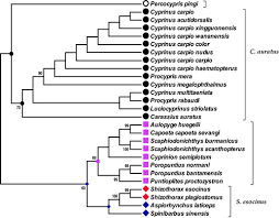 Image result for Cyprinus megalophthalmus