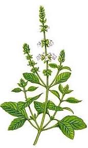 Image result for Basilikum