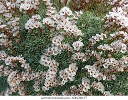 Attēlu rezultāti vaicājumam “Plumbaginaceae”