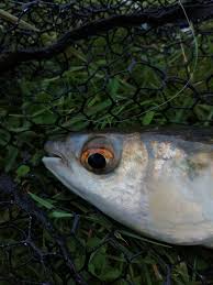 Image result for Liza ramada