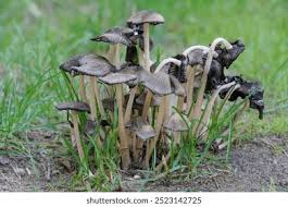 Attēlu rezultāti vaicājumam “Coprinus atramentarius”