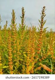 Attēlu rezultāti vaicājumam “Rumex aquaticus fruit”