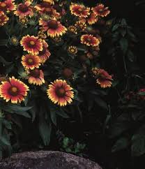 Image result for Gaillardia `Kobold`