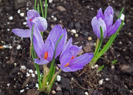 Attēlu rezultāti vaicājumam “Crocus”