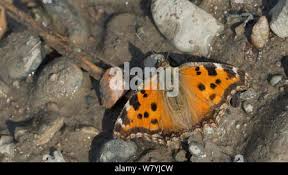 Attēlu rezultāti vaicājumam “Nymphalis xanthomelas pupa”