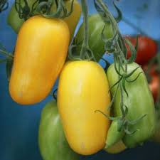 Afbeeldingsresultaat voor banana legs tomato