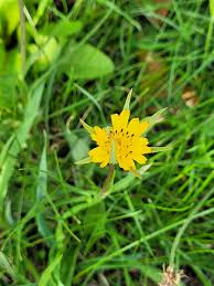 Attēlu rezultāti vaicājumam “Tragopogon pratensis subsp. pratensis flower”