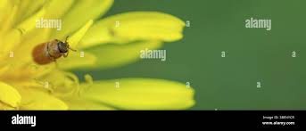 Attēlu rezultāti vaicājumam “Byturidae”