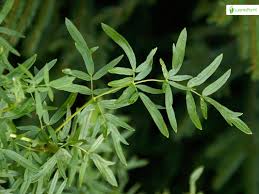 Attēlu rezultāti vaicājumam “Thalictrum lucidum leaf”