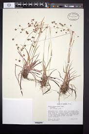 Attēlu rezultāti vaicājumam “Juncus bulbosus leaf”