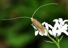 Attēlu rezultāti vaicājumam “Cauchas rufimitrella”