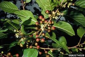 Attēlu rezultāti vaicājumam “Frangula alnus fruit”