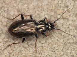 Attēlu rezultāti vaicājumam “Loricera pilicornis”