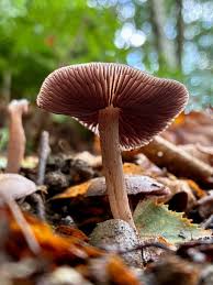 Attēlu rezultāti vaicājumam “Mycena belliarum”