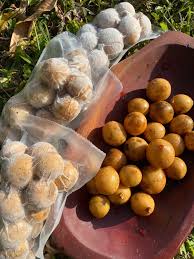 Image result for Lansongammon