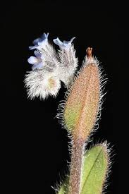 Attēlu rezultāti vaicājumam “Myosotis stricta fruit”