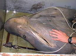 Image result for Cetorhinus maximus