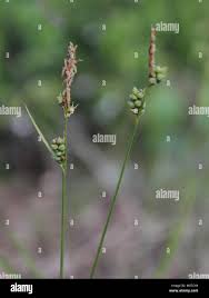 Attēlu rezultāti vaicājumam “Carex globularis flower”