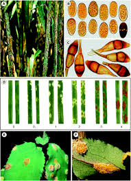 Attēlu rezultāti vaicājumam “Puccinia agrostidis”