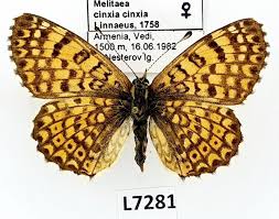 Attēlu rezultāti vaicājumam “Melitaea cinxia”