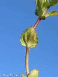 Attēlu rezultāti vaicājumam “Veronica arvensis leaf”