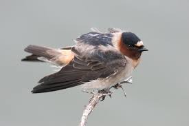 Image result for Petrochelidon pyrrhonota