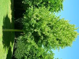 Attēlu rezultāti vaicājumam “Tilia x vulgaris”