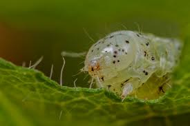 Attēlu rezultāti vaicājumam “Cabera exanthemata female”