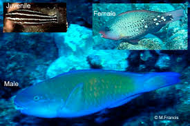 Image result for Chlorurus sordidus