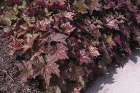 Image result for HEUCHERA americana 'Palace Purple Auslese'