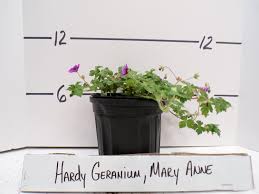 Attēlu rezultāti vaicājumam “Geranium bohemicum bud”