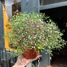 Attēlu rezultāti vaicājumam “Gypsophila muralis”