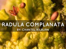 Attēlu rezultāti vaicājumam “Radula complanata sporophyte”