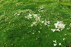 Attēlu rezultāti vaicājumam “moss”