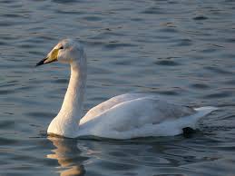 Image result for Cygnus cygnus