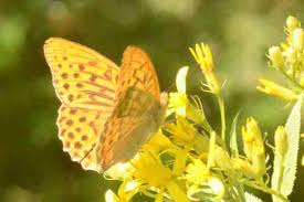 Attēlu rezultāti vaicājumam “Argynnis paphia larva”