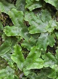 Attēlu rezultāti vaicājumam “Conocephalum salebrosum”