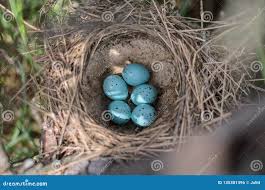 Attēlu rezultāti vaicājumam “Turdus philomelos nest”